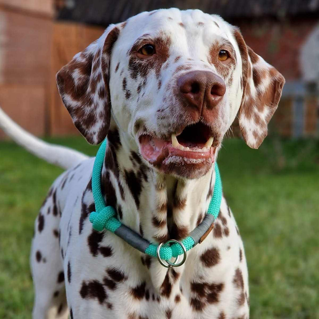 Hund mit handgefertigter Tauleine