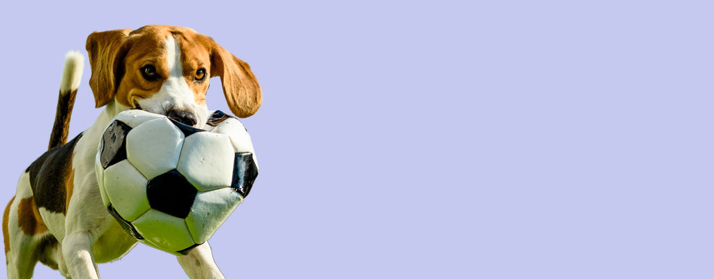 Hund mit Ball im Maul