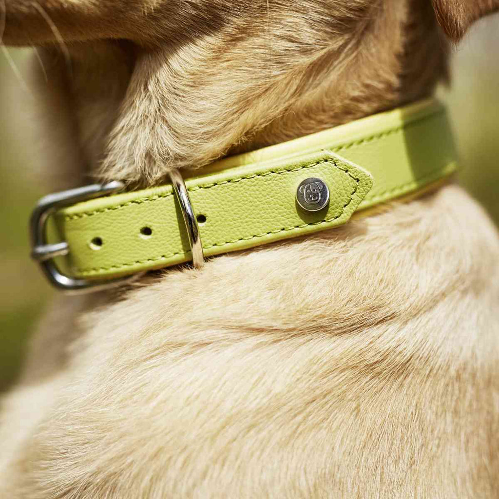 Lederhalsband aus Nappaleder in Lemon, Halsband aus Leder 