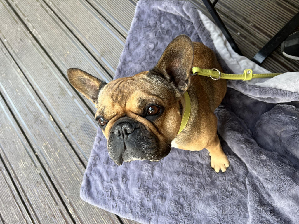 Hundedecke aus Webpelz in Stone, Cozy Webpelzdecke
