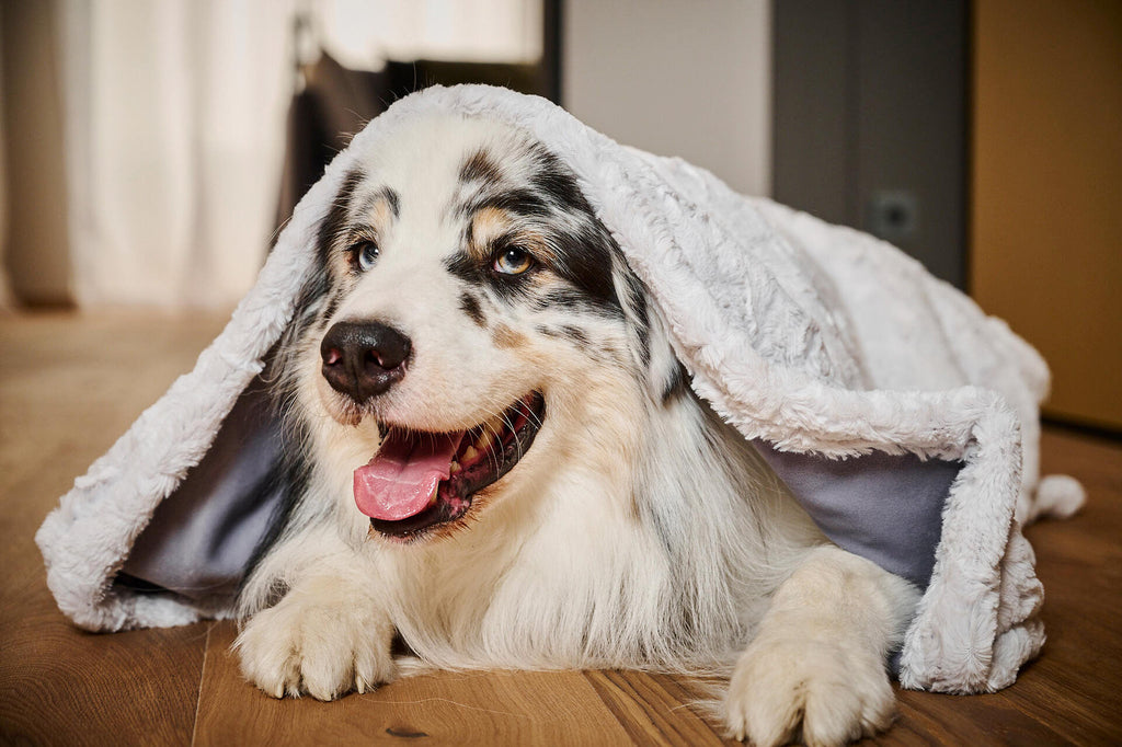 Hundedecke aus Webpelz in Light Grey, hellgrau, Cozy Webpelzdecke