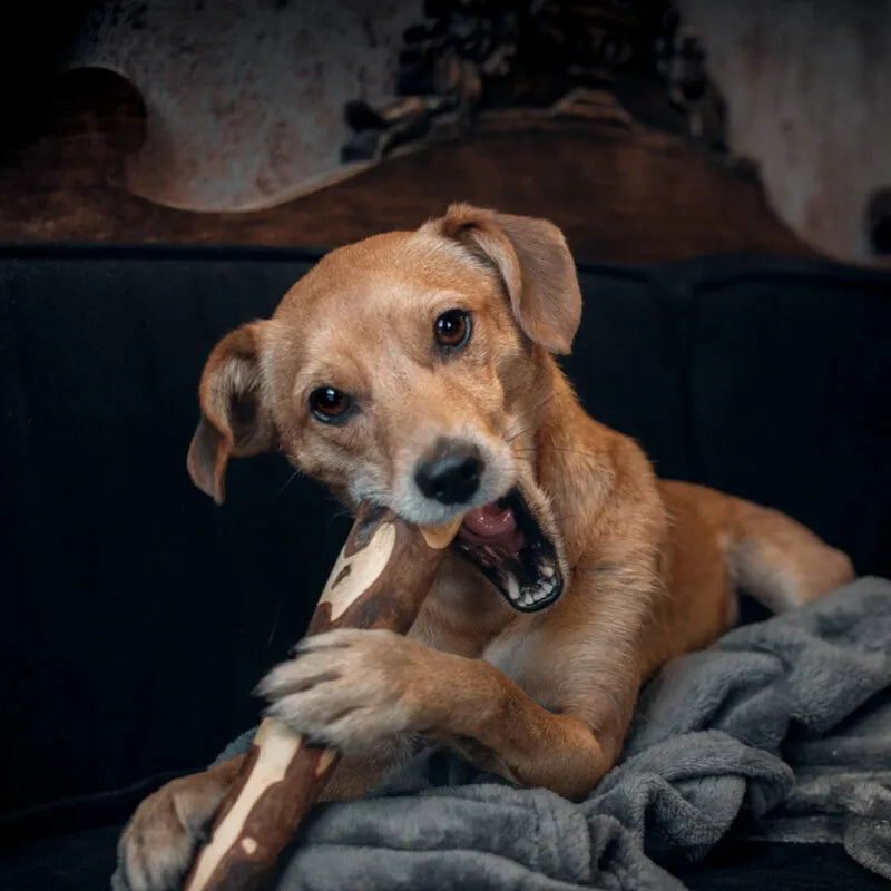 Kauholz Woddy für hunde