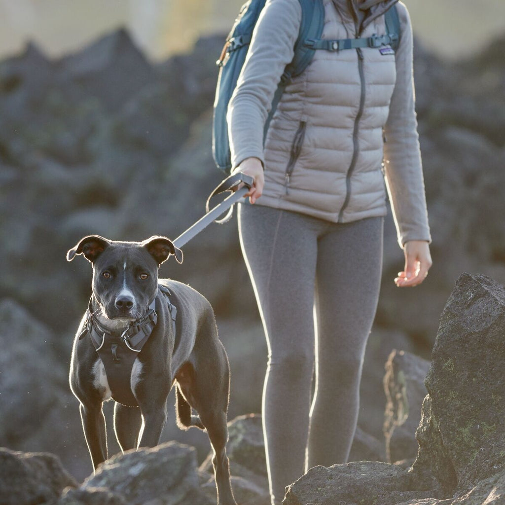 sportliche Leine, Leine für Hunde