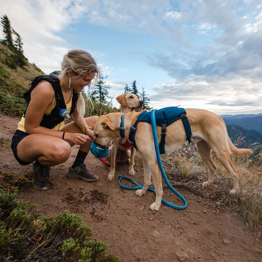 Dehnbare Hundeleine, Leine für Hunde zum Joggen