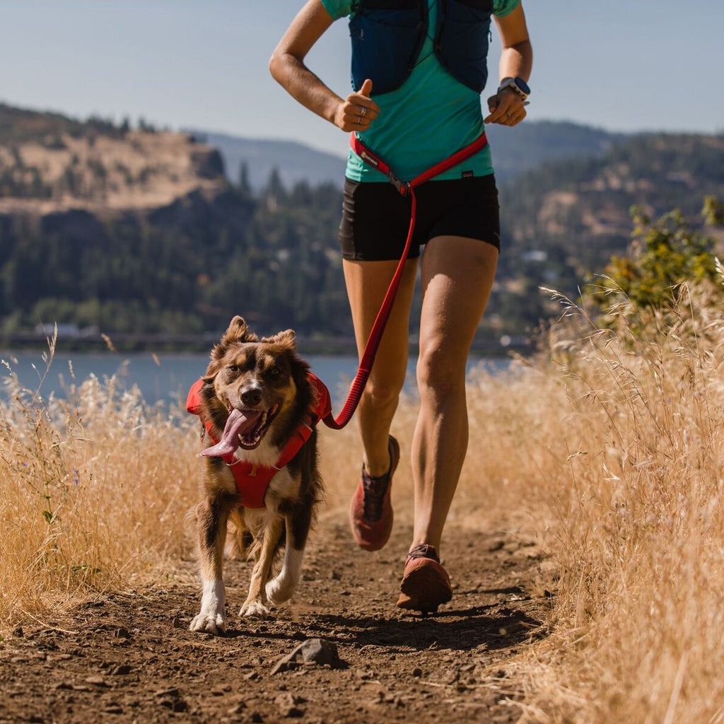 Dehnbare Hundeleine, Leine für Hunde zum Joggen