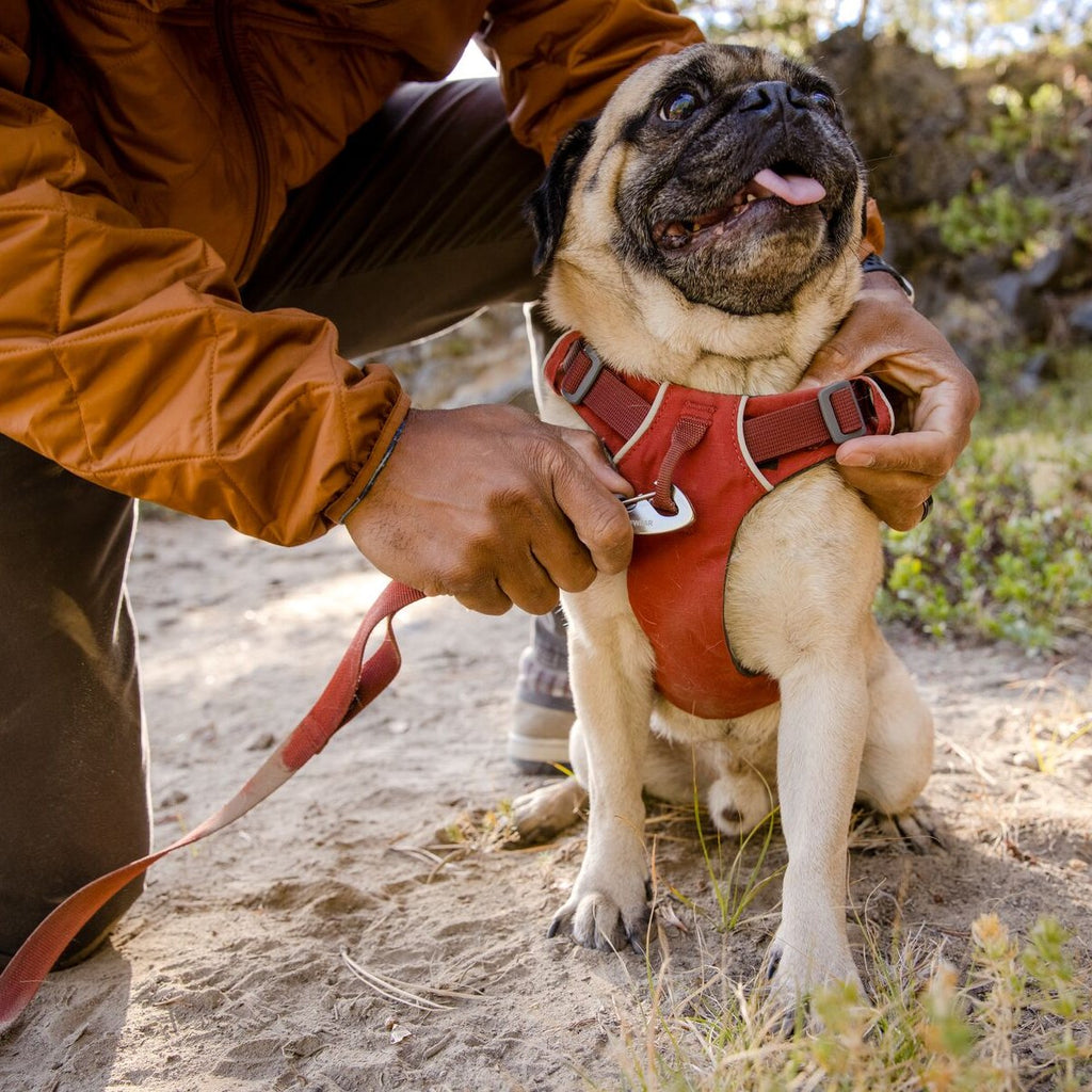 Geschirr für Hunde, hochwertiges Hundegeschirr 