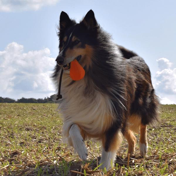 DUMMYBALL, Lernspielzeug für Ihren Hund