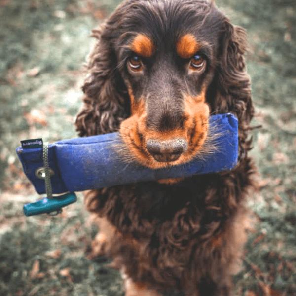 Junior-Dummy für Hunde