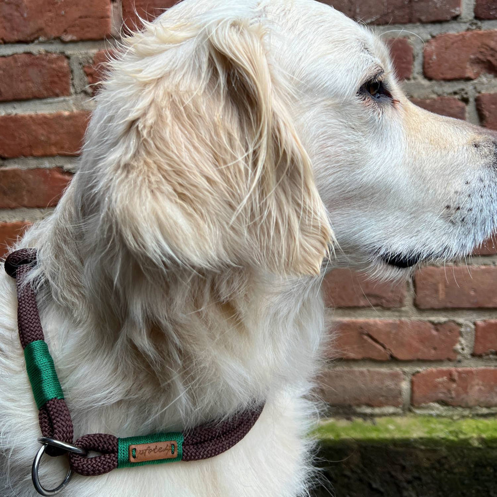 Tauhalsband, Hundehalsband, Halsband für Hunde