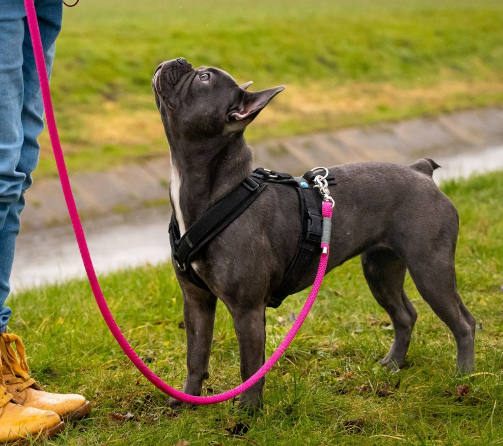 Tauleine, Hundeleine, Umhängeleine für Hunde
