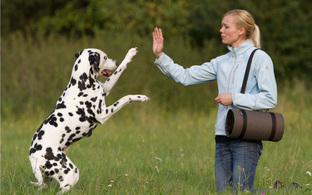 Hundedecke mit Neopren Unterseite und Fleece