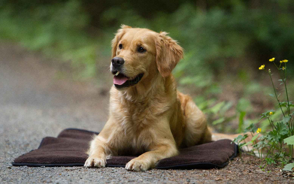 Hundedecke mit Neopren Unterseite und Fleece